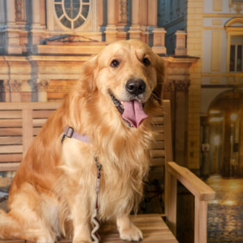 Concorso Fotografico - QuattroZampe in Fiera - Torino - Novembre 2025