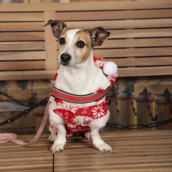 Concorso Fotografico - QuattroZampe in Fiera - Torino - Novembre 2025