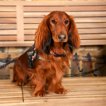 Concorso Fotografico - QuattroZampe in Fiera - Torino - Novembre 2025