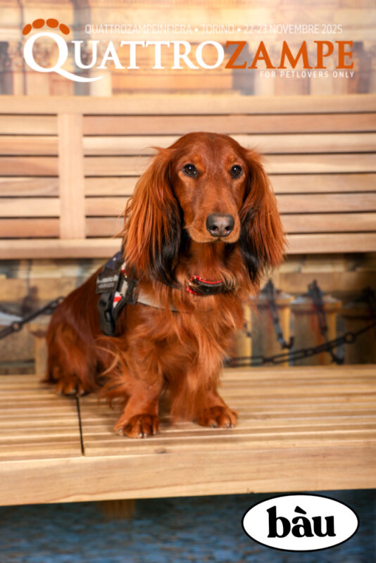 Concorso Fotografico - QuattroZampe in Fiera - Torino - Novembre 2025