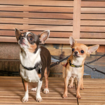 Concorso Fotografico - QuattroZampe in Fiera - Torino - Novembre 2025