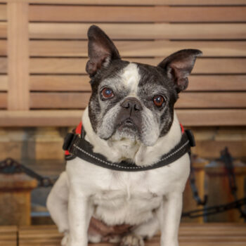 Concorso Fotografico - QuattroZampe in Fiera - Torino - Novembre 2025