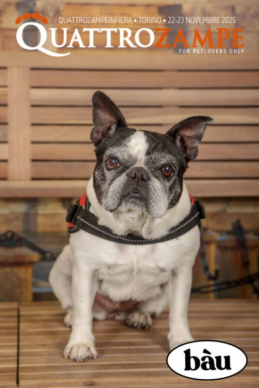 Concorso Fotografico - QuattroZampe in Fiera - Torino - Novembre 2025