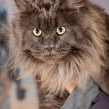 Concorso Fotografico - QuattroZampe in Fiera - Torino - Novembre 2025