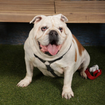 Concorso Fotografico - QuattroZampe in Fiera - Torino - Novembre 2025