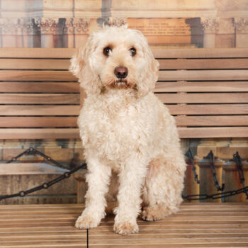 Concorso Fotografico - QuattroZampe in Fiera - Torino - Novembre 2025