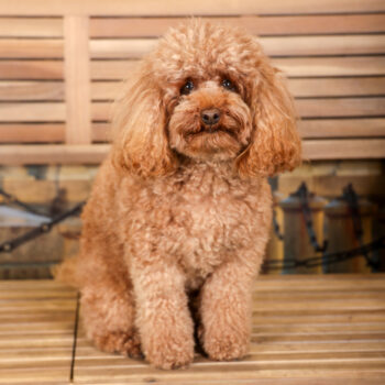 Concorso Fotografico - QuattroZampe in Fiera - Torino - Novembre 2025