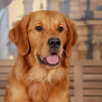 Concorso Fotografico - QuattroZampe in Fiera - Torino - Novembre 2025