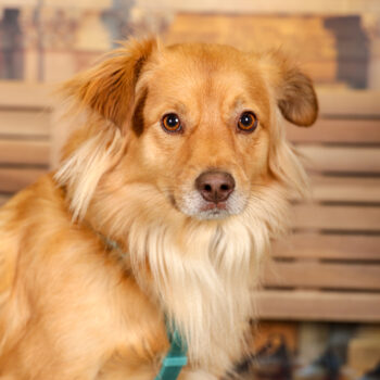 Concorso Fotografico - QuattroZampe in Fiera - Torino - Novembre 2025