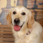 Concorso Fotografico - QuattroZampe in Fiera - Torino - Novembre 2025