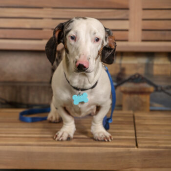 Concorso Fotografico - QuattroZampe in Fiera - Torino - Novembre 2025