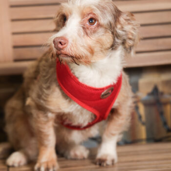 Concorso Fotografico - QuattroZampe in Fiera - Torino - Novembre 2025