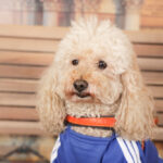 Concorso Fotografico - QuattroZampe in Fiera - Torino - Novembre 2025