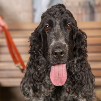 Concorso Fotografico - QuattroZampe in Fiera - Torino - Novembre 2025