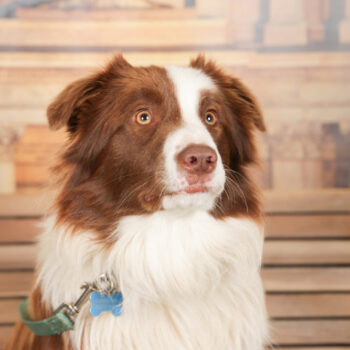 Concorso Fotografico - QuattroZampe in Fiera - Torino - Novembre 2025