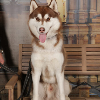 Concorso Fotografico - QuattroZampe in Fiera - Torino - Novembre 2025