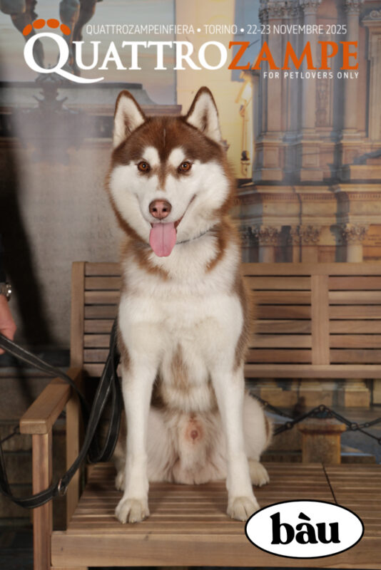 Concorso Fotografico - QuattroZampe in Fiera - Torino - Novembre 2025