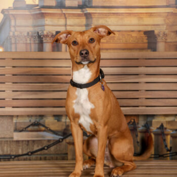 Concorso Fotografico - QuattroZampe in Fiera - Torino - Novembre 2025