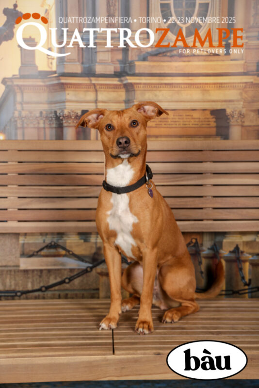 Concorso Fotografico - QuattroZampe in Fiera - Torino - Novembre 2025