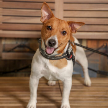 Concorso Fotografico - QuattroZampe in Fiera - Torino - Novembre 2025