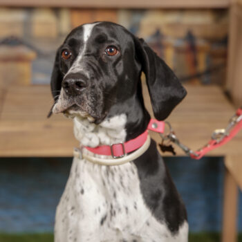 Concorso Fotografico - QuattroZampe in Fiera - Torino - Novembre 2025