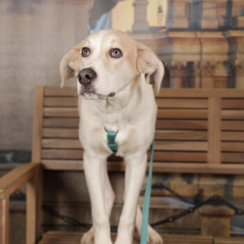 Concorso Fotografico - QuattroZampe in Fiera - Torino - Novembre 2025