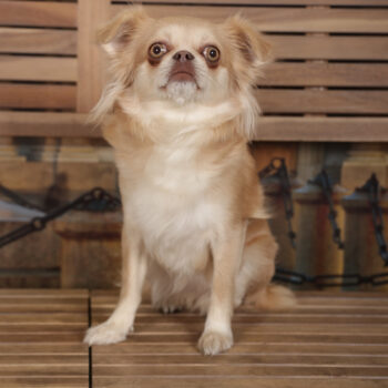 Concorso Fotografico - QuattroZampe in Fiera - Torino - Novembre 2025