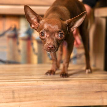 Concorso Fotografico - QuattroZampe in Fiera - Torino - Novembre 2025