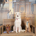 Concorso Fotografico - QuattroZampe in Fiera - Torino - Novembre 2025