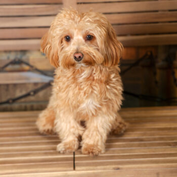 Concorso Fotografico - QuattroZampe in Fiera - Torino - Novembre 2025