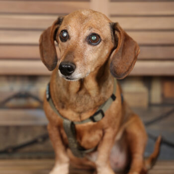 Concorso Fotografico - QuattroZampe in Fiera - Torino - Novembre 2025