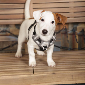 Concorso Fotografico - QuattroZampe in Fiera - Torino - Novembre 2025