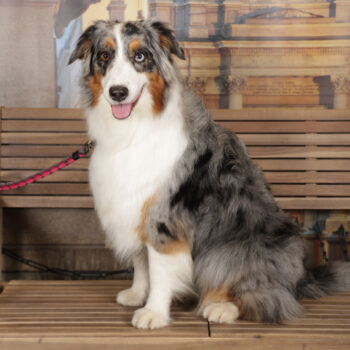 Concorso Fotografico - QuattroZampe in Fiera - Torino - Novembre 2025