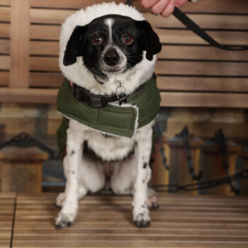 Concorso Fotografico - QuattroZampe in Fiera - Torino - Novembre 2025