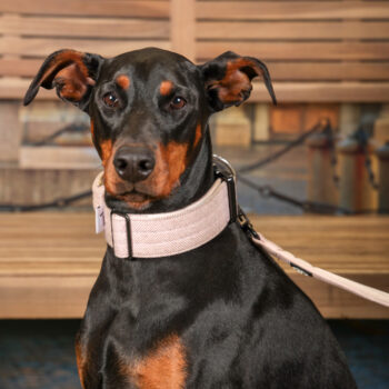 Concorso Fotografico - QuattroZampe in Fiera - Torino - Novembre 2025