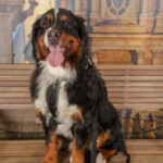 Concorso Fotografico - QuattroZampe in Fiera - Torino - Novembre 2025