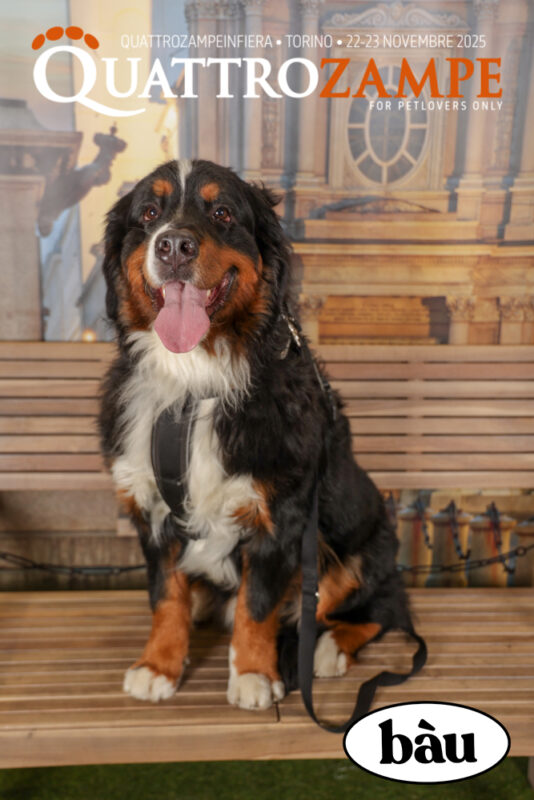 Concorso Fotografico - QuattroZampe in Fiera - Torino - Novembre 2025