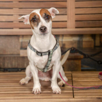 Concorso Fotografico - QuattroZampe in Fiera - Torino - Novembre 2025