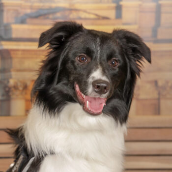 Concorso Fotografico - QuattroZampe in Fiera - Torino - Novembre 2025