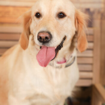 Concorso Fotografico - QuattroZampe in Fiera - Torino - Novembre 2025