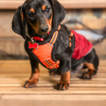 Concorso Fotografico - QuattroZampe in Fiera - Torino - Novembre 2025