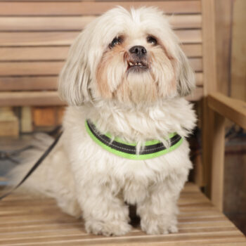 Concorso Fotografico - QuattroZampe in Fiera - Torino - Novembre 2025