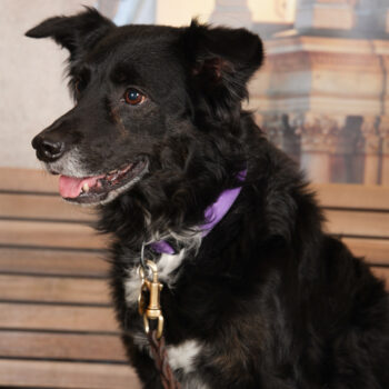 Concorso Fotografico - QuattroZampe in Fiera - Torino - Novembre 2025