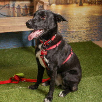 Concorso Fotografico - QuattroZampe in Fiera - Torino - Novembre 2025