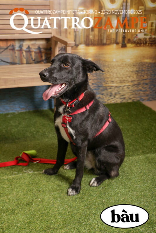 Concorso Fotografico - QuattroZampe in Fiera - Torino - Novembre 2025
