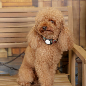 Concorso Fotografico - QuattroZampe in Fiera - Torino - Novembre 2025