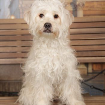 Concorso Fotografico - QuattroZampe in Fiera - Torino - Novembre 2025