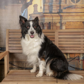 Concorso Fotografico - QuattroZampe in Fiera - Torino - Novembre 2025