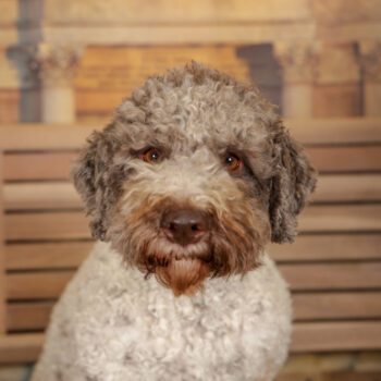 Concorso Fotografico - QuattroZampe in Fiera - Torino - Novembre 2025