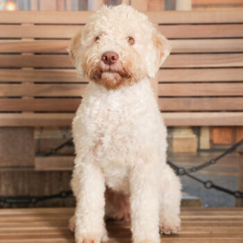 Concorso Fotografico - QuattroZampe in Fiera - Torino - Novembre 2025